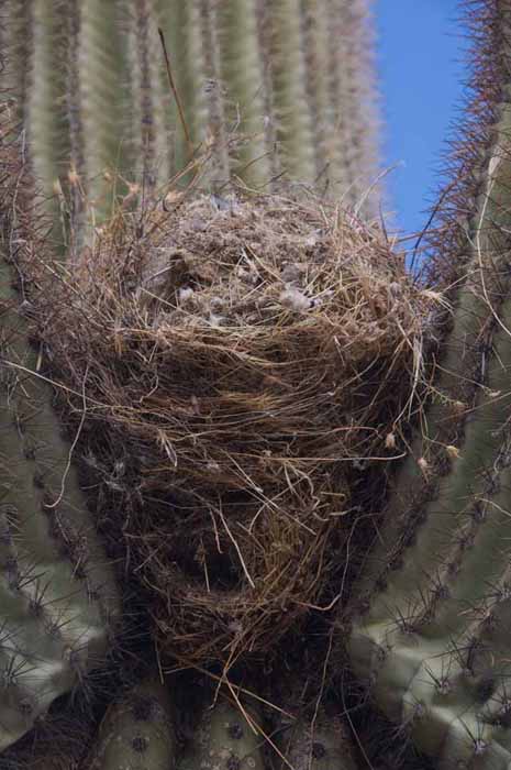 bird's nest in Saguaro cactus